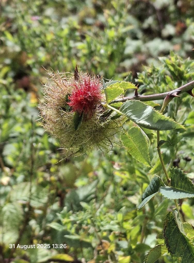 2025-08-31 26 Metfield.jpg