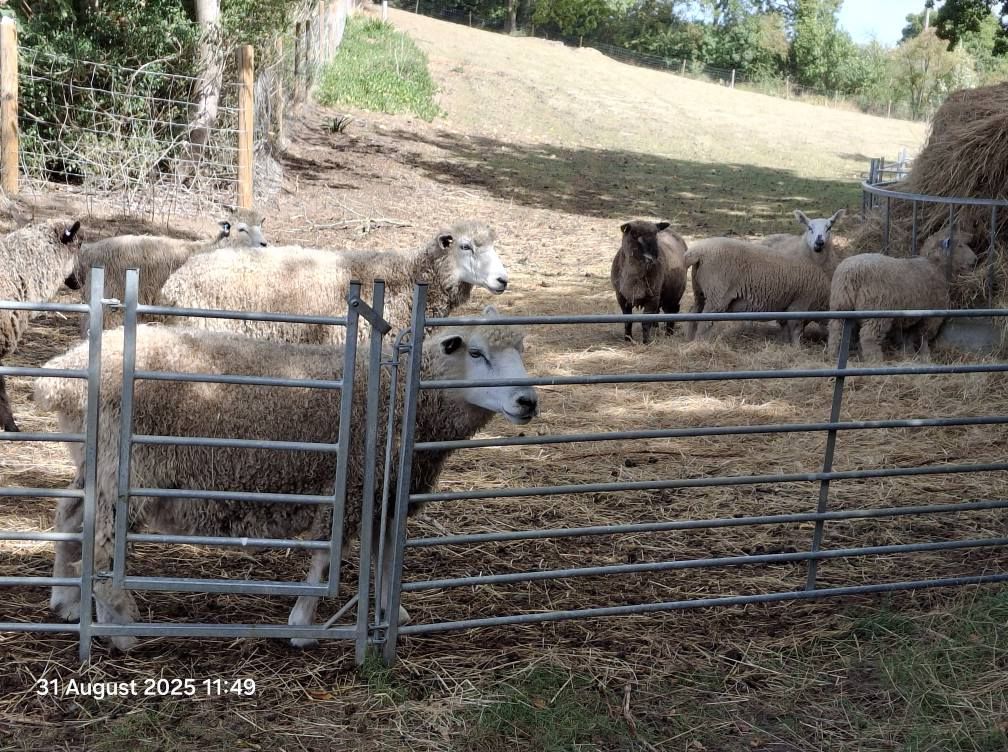 2025-08-31 37 Metfield.jpg