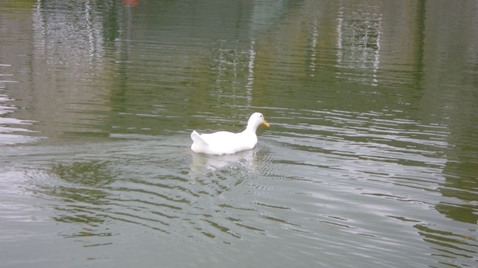 2019-04-29 01 Hartington and Pilsbury Castle.JPG