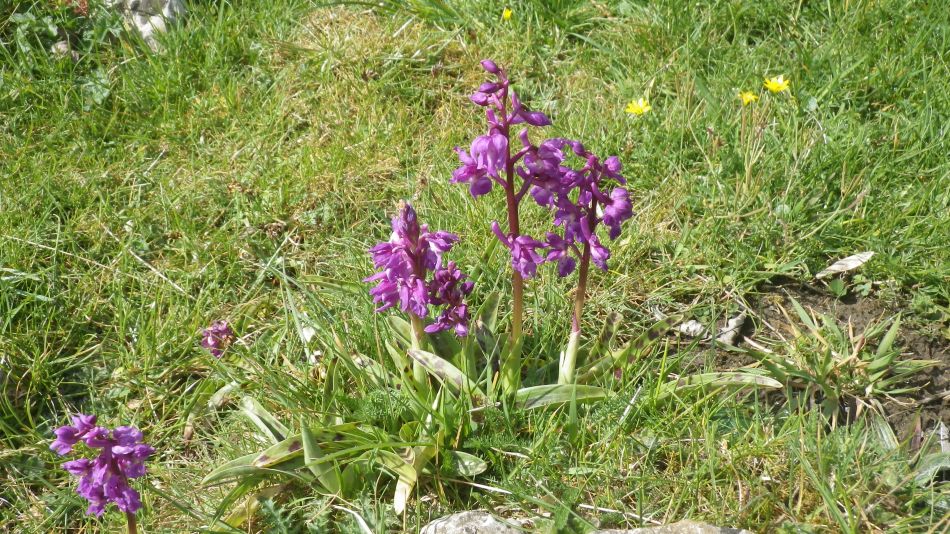 2019-04-29 14 Orchid.JPG