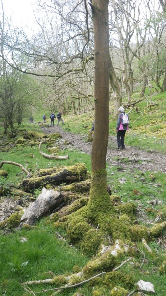 2019-04-29 16 Hartington Biggin Wolfscote Beresford Dales.JPG