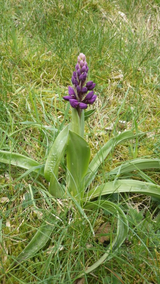 2019-04-29 17 Orchid.JPG