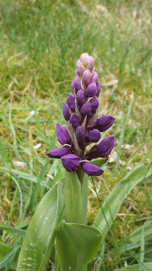 2019-04-29 18 Orchid.JPG