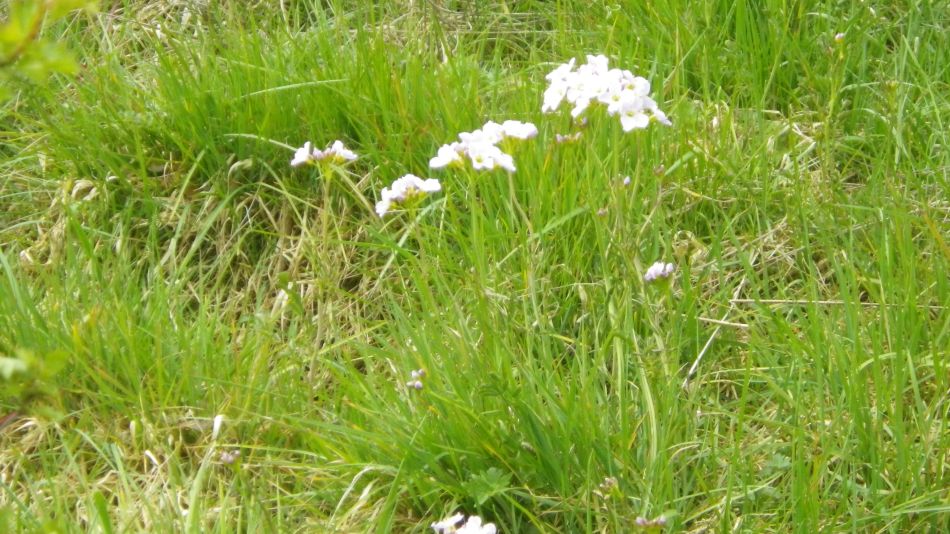2019-04-29 29 Hartington Biggin Wolfscote Beresford Dales.JPG