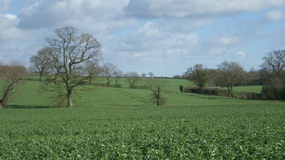 2019-03-11 01 Eye Redlingfield Occold.JPG