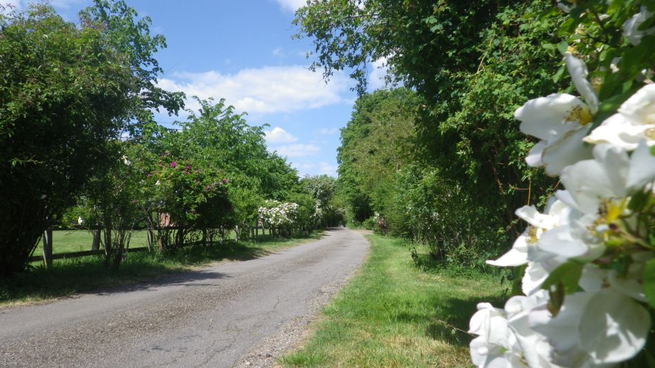 2020-05-25 07 Eye and Denham Street.jpg