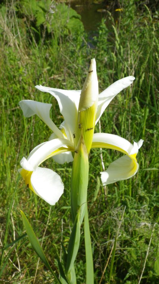 2020-05-25 10 Eye and Denham Street.jpg