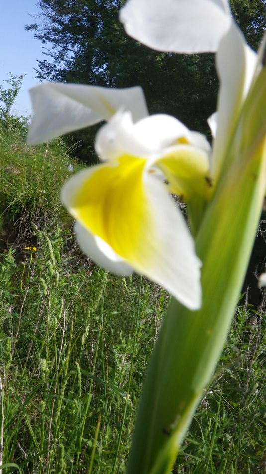 2020-05-25 11 Eye and Denham Street.jpg