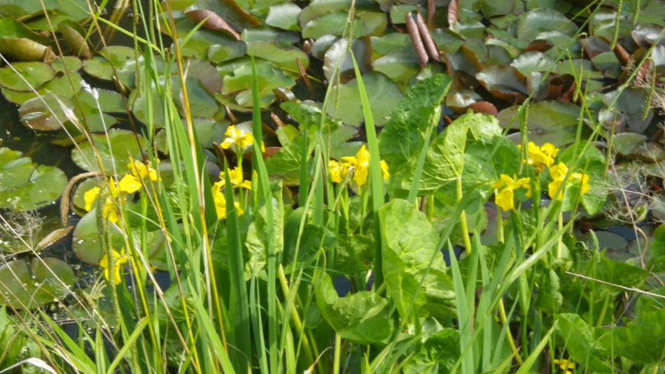 2020-05-25 12 Eye and Denham Street.jpg