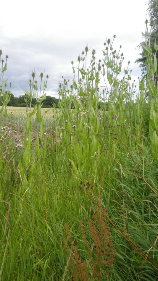 2020-07-06 02 Eye Redlingfield Occold.jpg