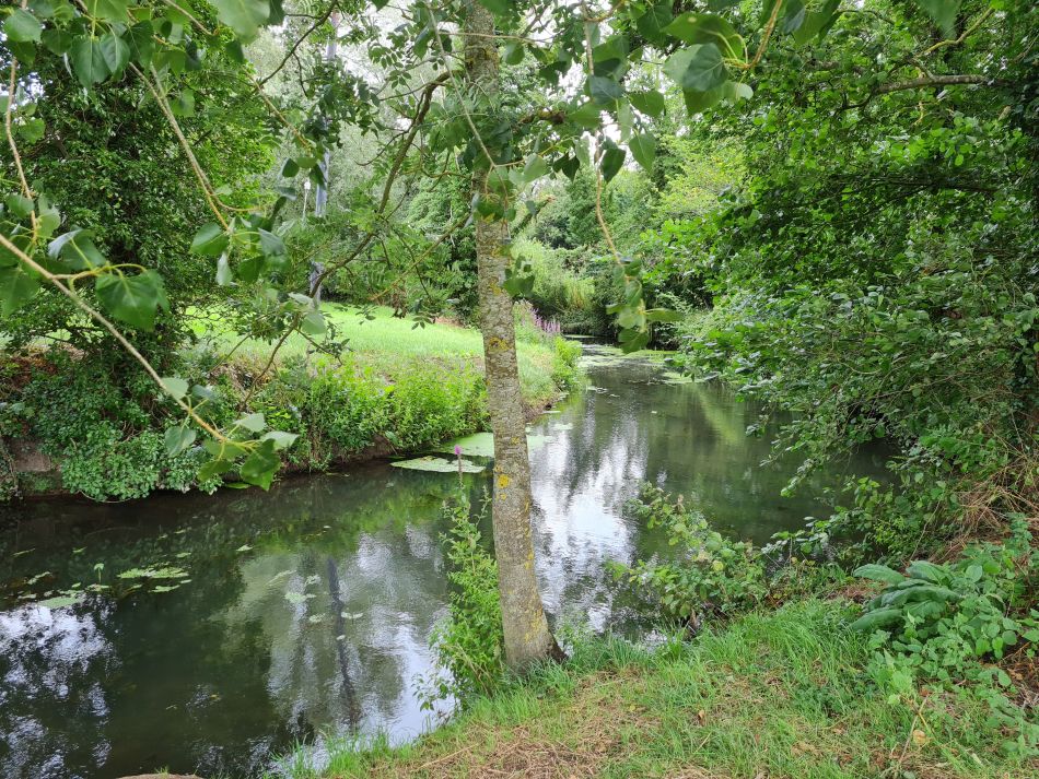 2023-08-13 01 Eye Brome Oakley.jpg