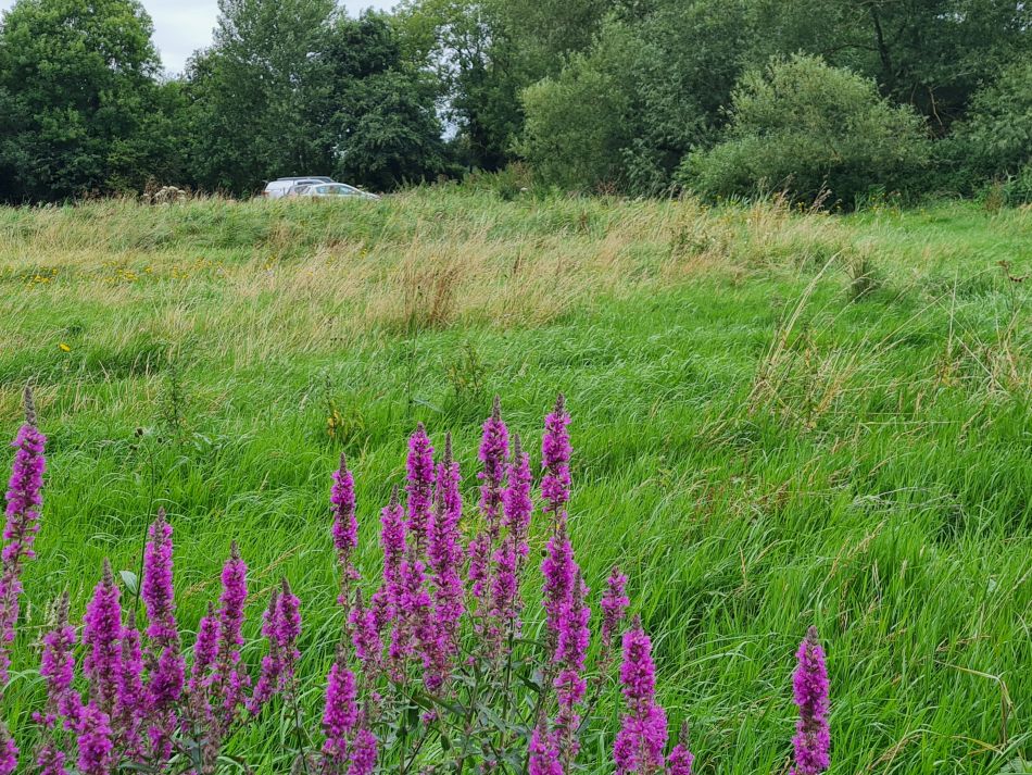 2023-08-13 07 Eye Brome Oakley.jpg