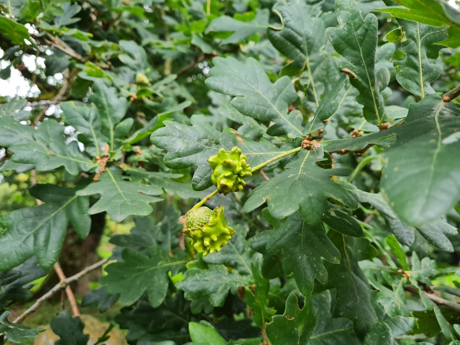 2023-08-13 25 Eye Brome Oakley.jpg