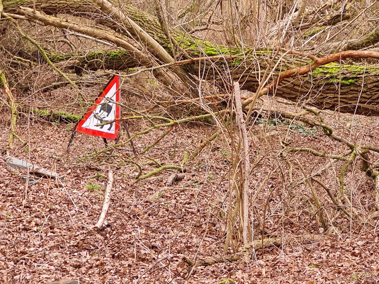 2025-02-23 22 Eye Thorndon Occold.jpg