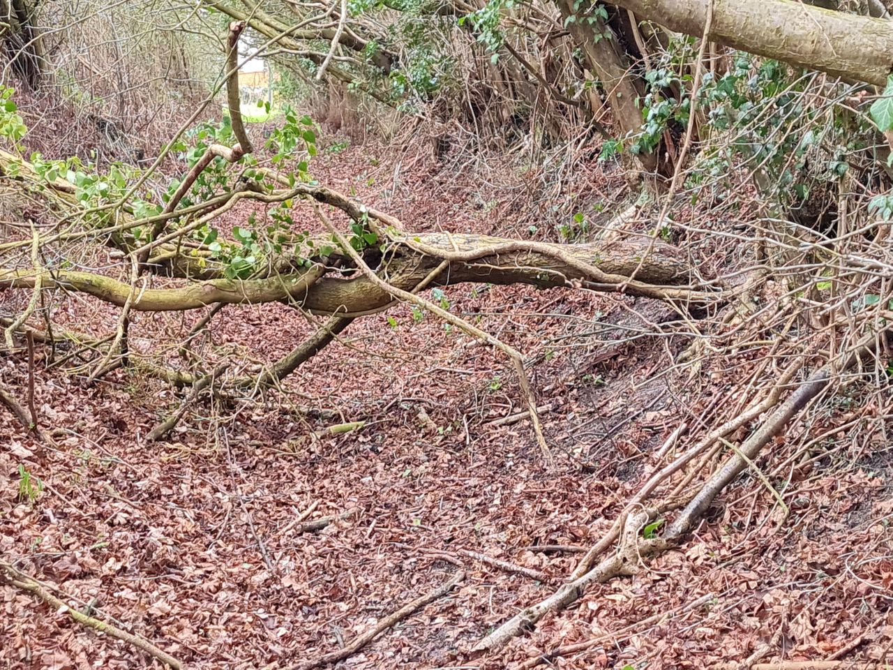 2025-02-23 23 Eye Thorndon Occold.jpg