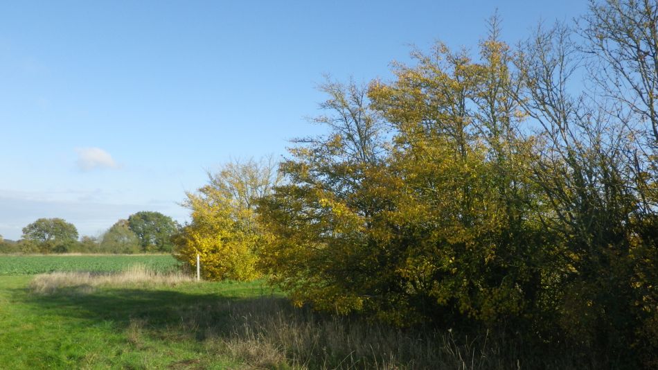 2019-11-06 01 Shadingfield.jpg