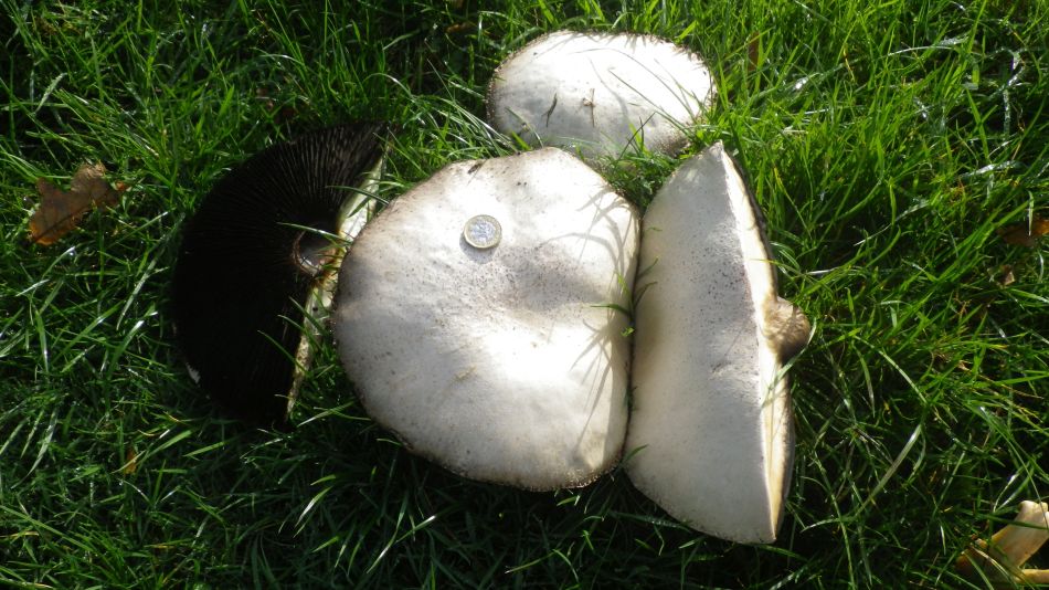 2019-11-06 04 Shadingfield.jpg