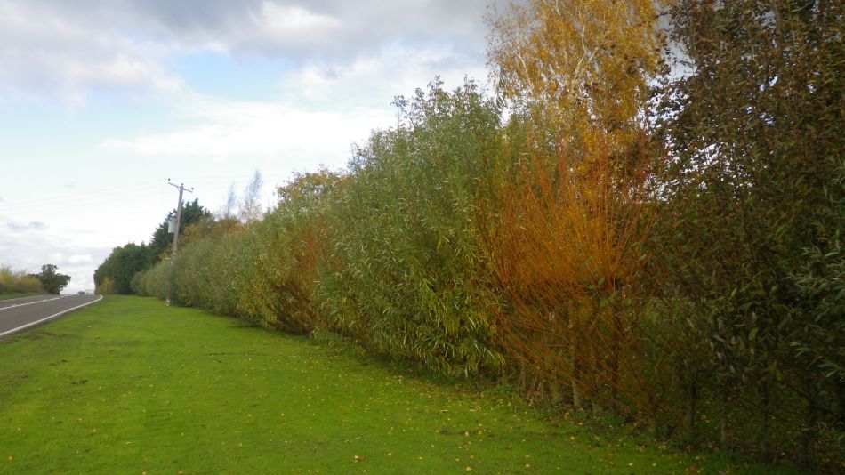 2019-11-06 05 Shadingfield.jpg