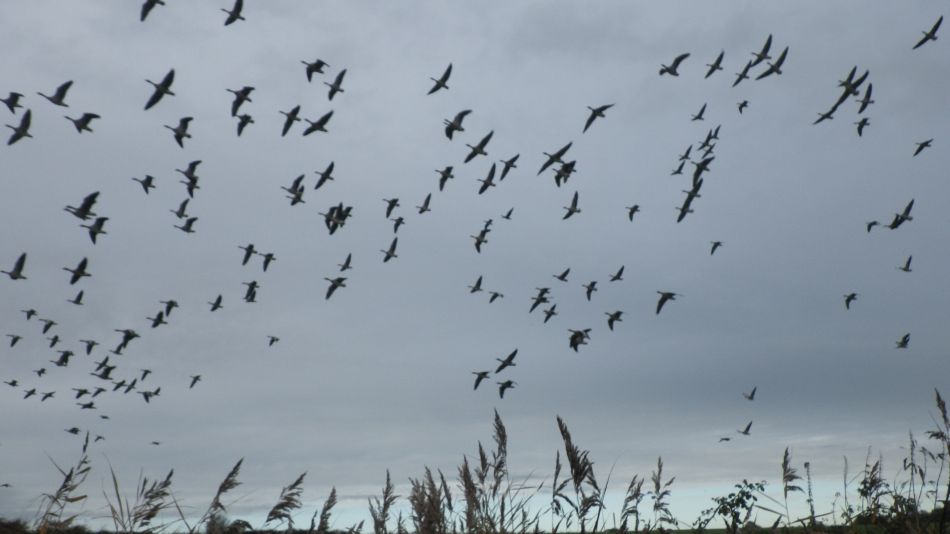2016-11-23 07 Walberswick.jpg