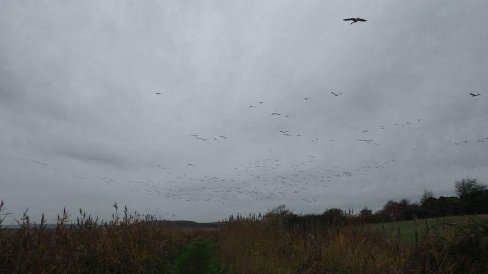 2016-11-23 08 Walberswick.jpg