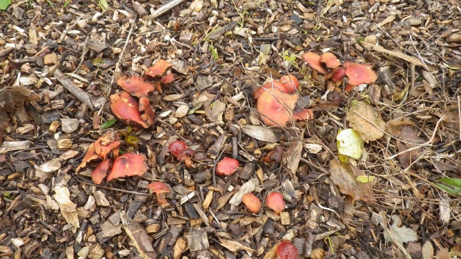 2016-11-23 10 Walberswick.jpg