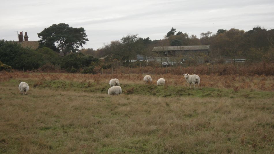 2016-11-23 17 Walberswick.jpg