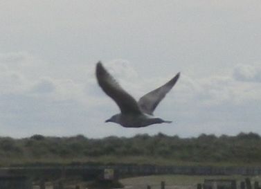 2019-10-03 08 Waveney Way 15 - Walberswick.jpg