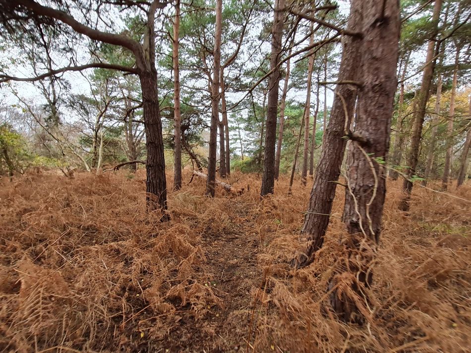 2022-12-21 04 Walberswick.jpg