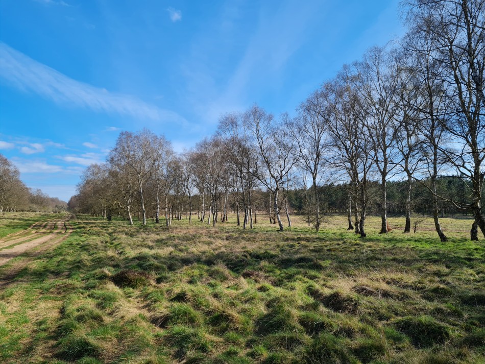 2022-04-03 02 Angles Way 3 - Kings Forest.jpg