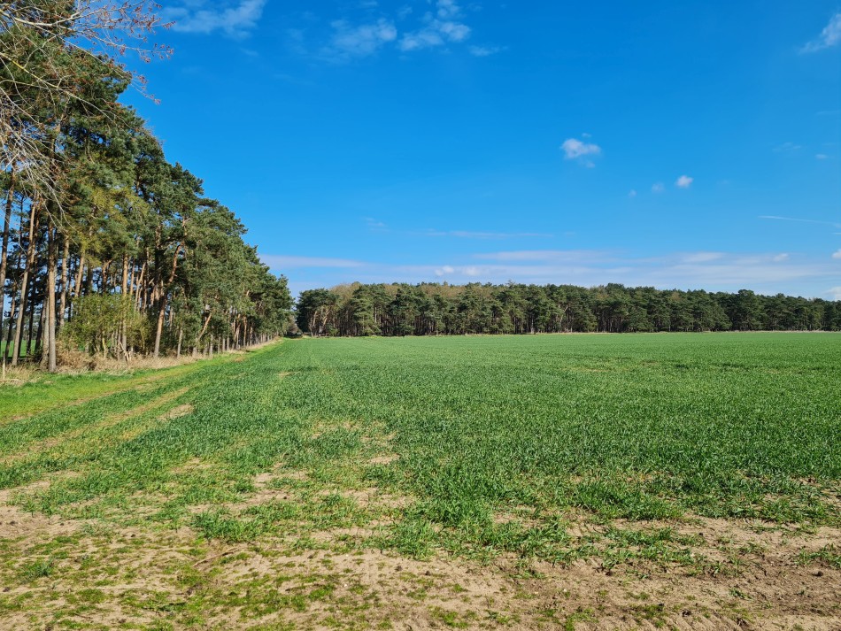 2022-04-03 08 Angles Way 3 - Kings Forest.jpg