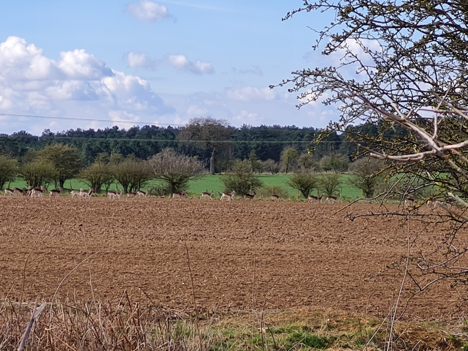 2022-04-03 10 Angles Way 3 - Kings Forest.jpg