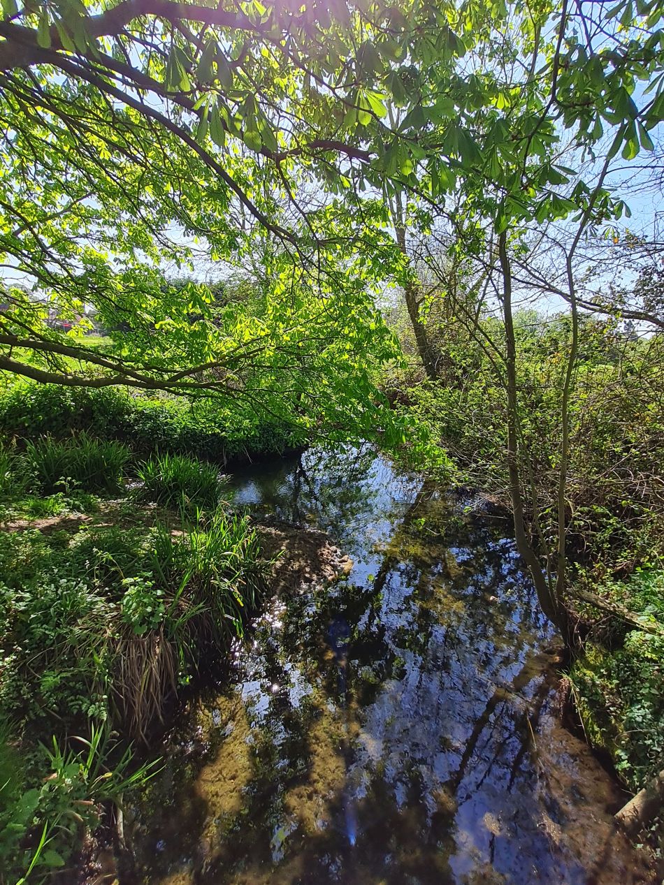 2022-04-21 08 Wensum at Hempnall.jpg