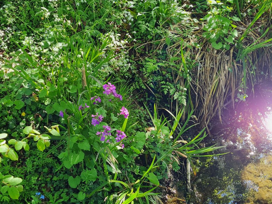 2022-04-21 09 Wensum at Hempnall.jpg