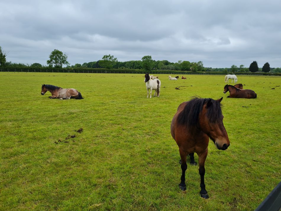 2023-05-31 07 Hempnall.jpg