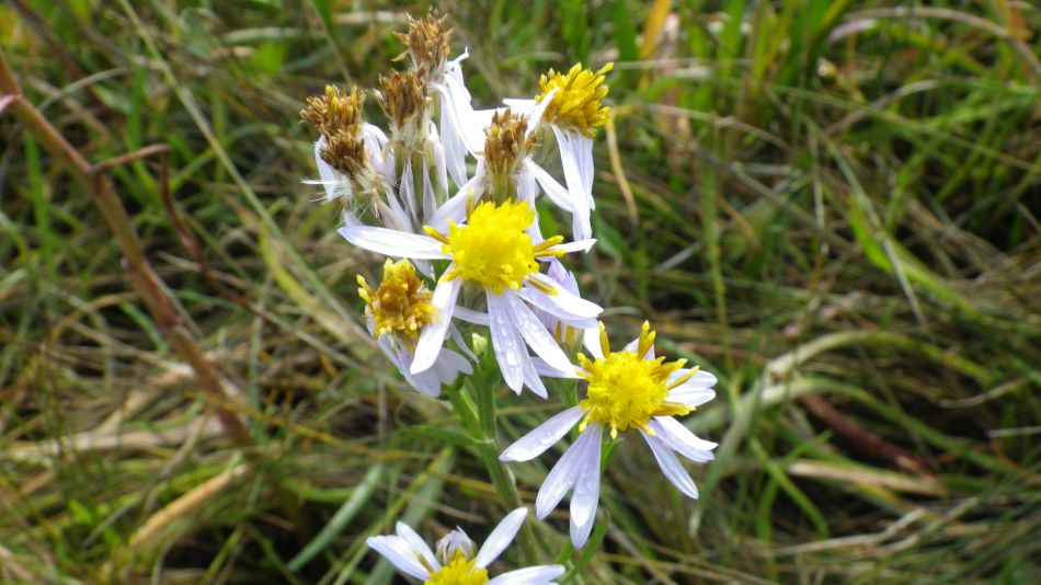 2017-09-02 07 B St Eds at Snape Chillesford Butley.jpg