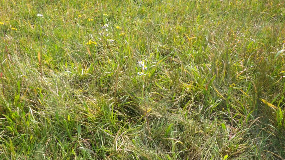 2017-09-02 08 B St Eds at Snape Chillesford Butley.jpg