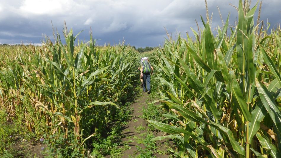 2017-09-02 14 B St Eds at Snape Chillesford Butley.jpg