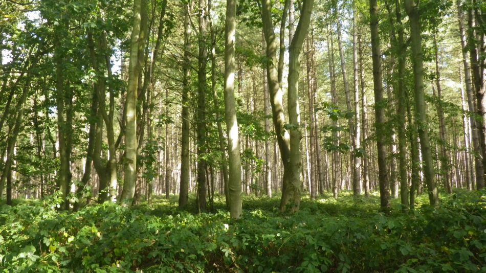 2020-09-17 06 Sandlings 7 - Snape Maltings.jpg