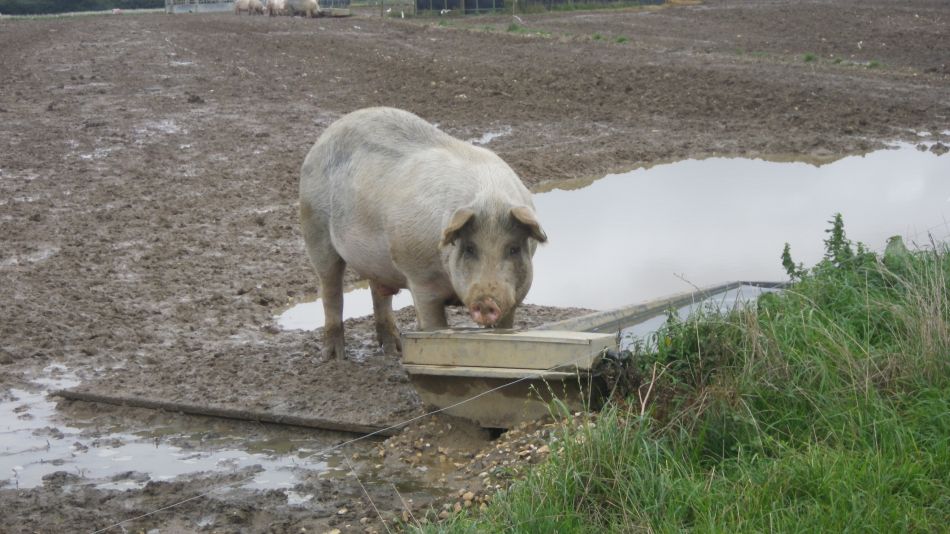 2020-10-01 06 Sandlings 8 - Snape Maltings.jpg