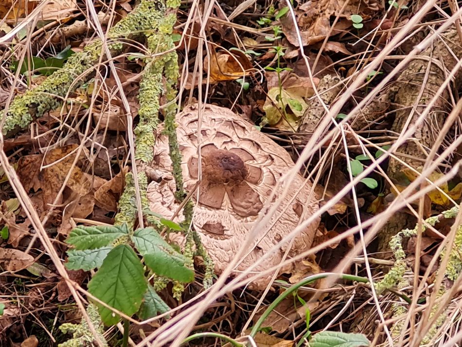 2023-11-14 08 Wyverstone.jpg