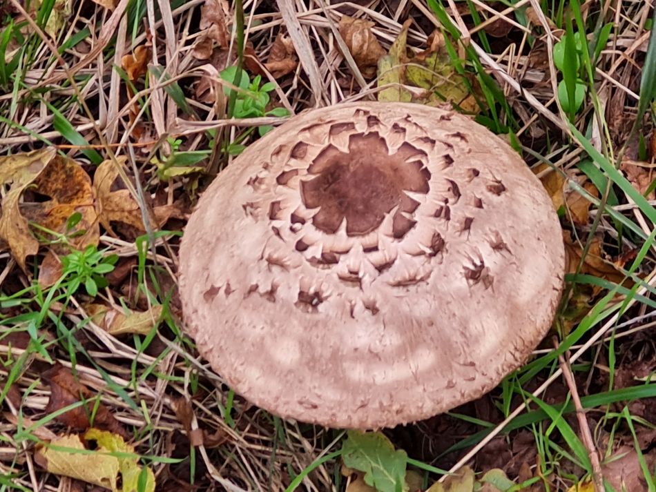 2023-11-14 09 Wyverstone.jpg