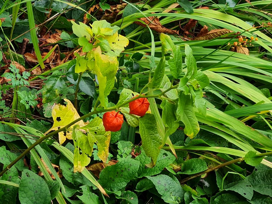 2023-11-14 28 Wyverstone.jpg