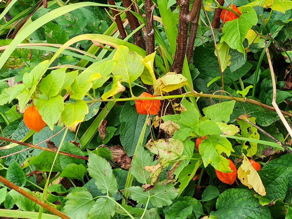 2023-11-14 29 Wyverstone.jpg