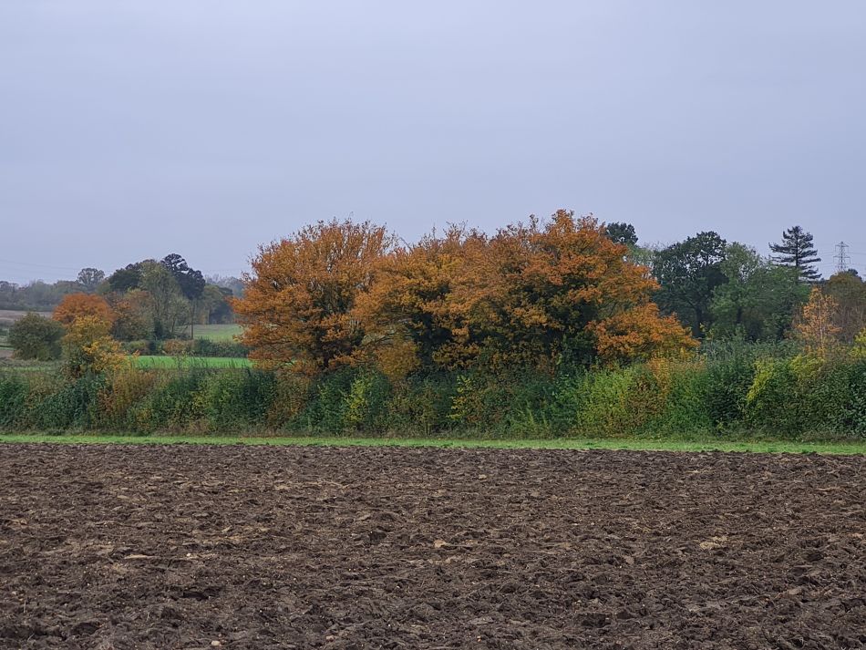 2023-11-14 31 Wyverstone.jpg