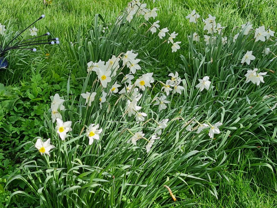 2024-04-01 05 Alde Valley Group at Saxtead Green.jpg