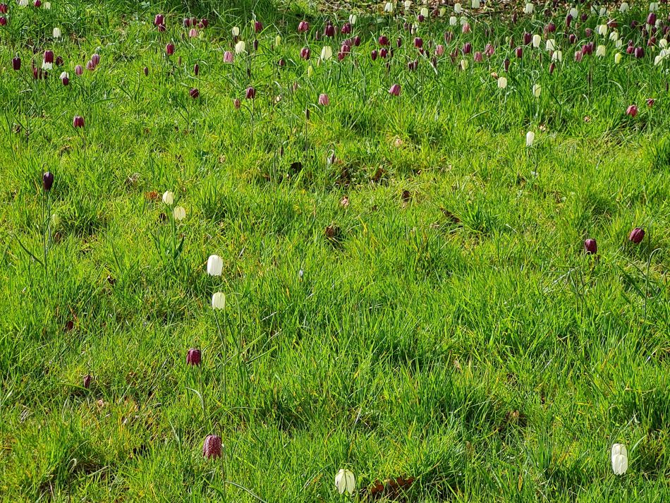 2024-04-01 06 Alde Valley Group at Saxtead Green.jpg