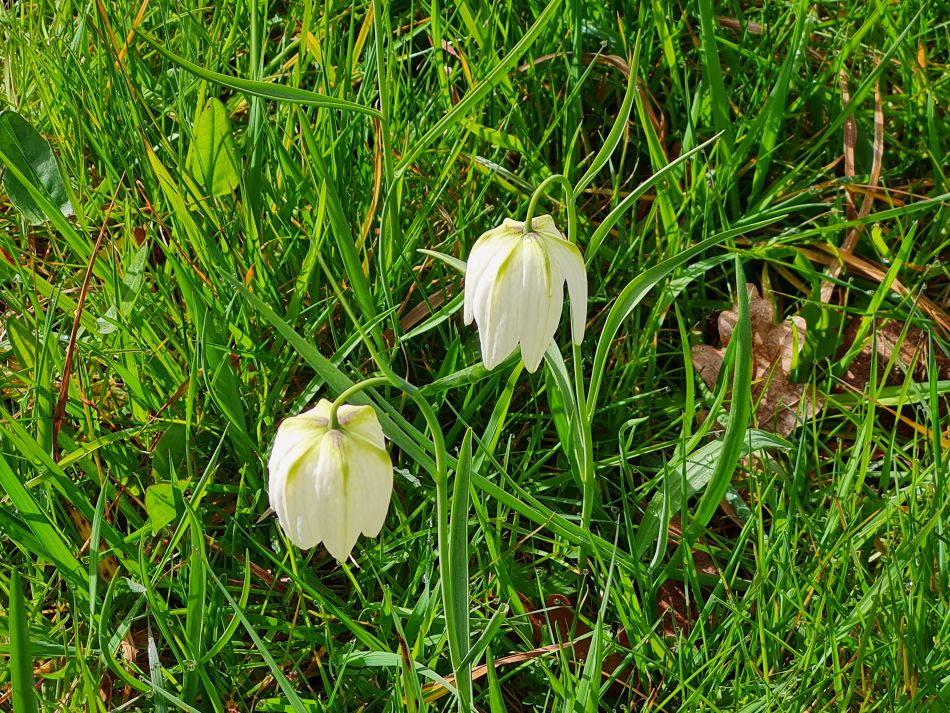 2024-04-01 07 Alde Valley Group at Saxtead Green.jpg
