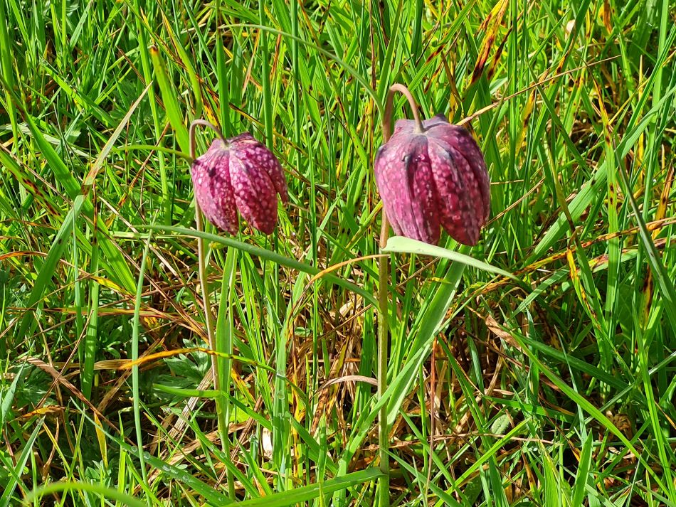 2024-04-01 08 Alde Valley Group at Saxtead Green.jpg