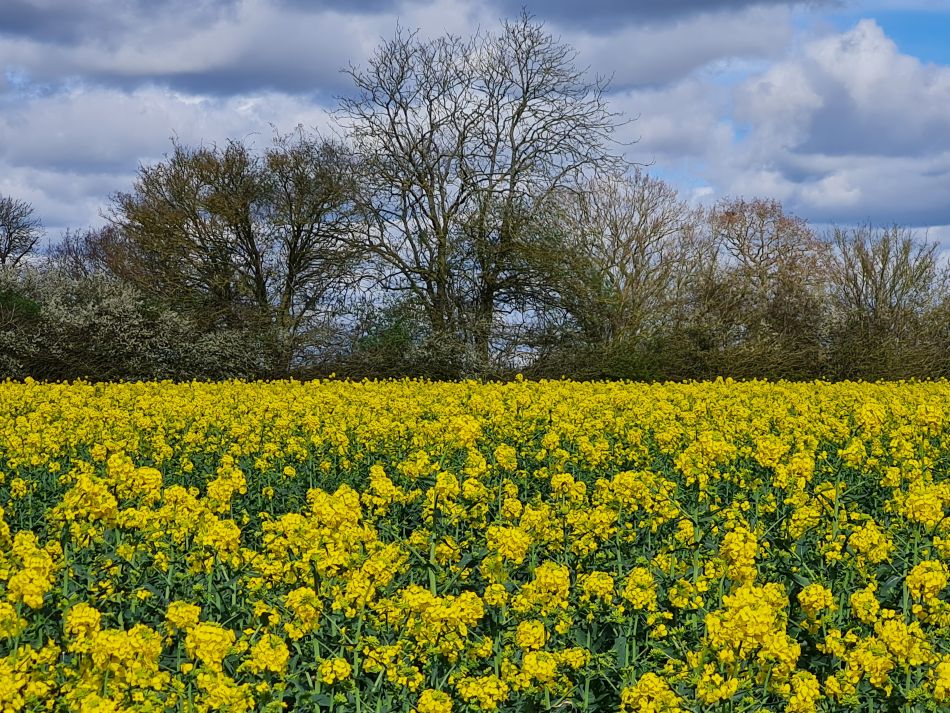 2024-04-01 21 Alde Valley Group at Saxtead Green.jpg