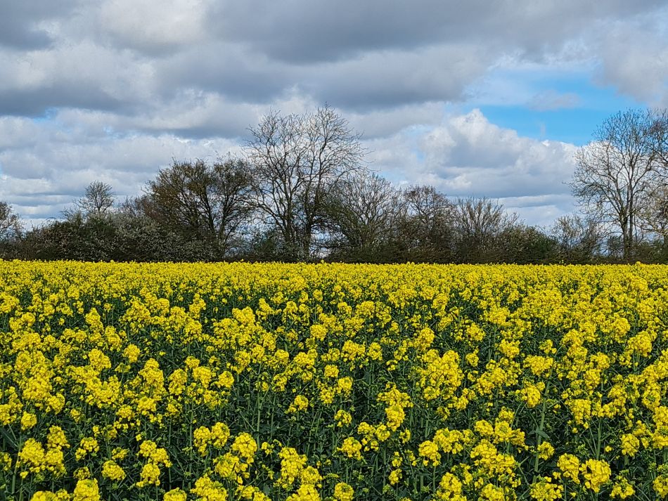 2024-04-01 22 Alde Valley Group at Saxtead Green.jpg